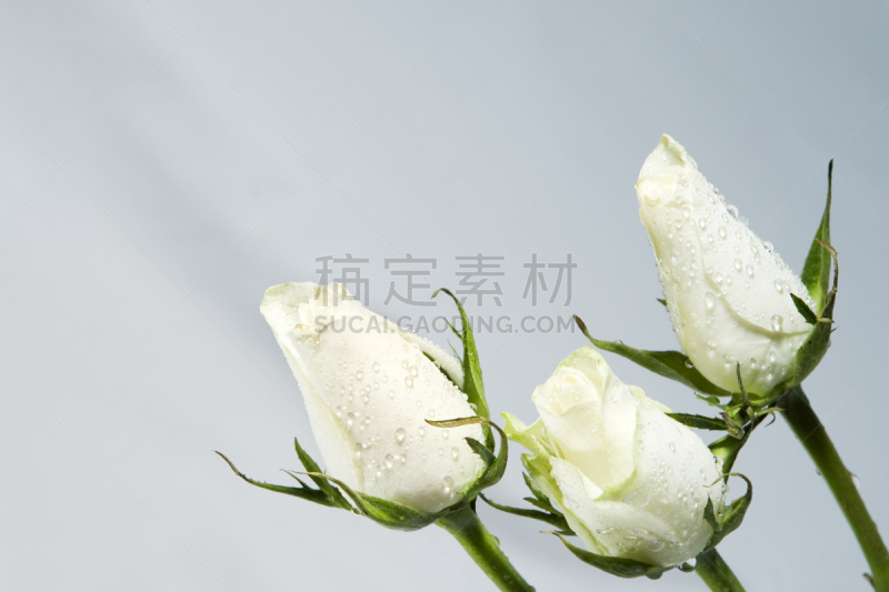 玫瑰,花蕾,白色,三个物体,水,灰色,水平画幅,无人,芽痕,花