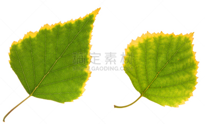 叶子,白桦,水平画幅,绿色,秋天,无人,色彩鲜艳,白色背景,背景分离,特写