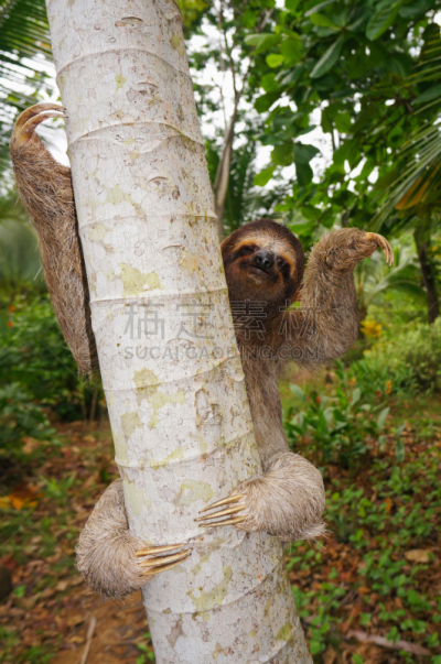 褐色,三趾树懒,垂直画幅,无人,户外,树懒,哺乳纲,植物,热带气候