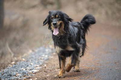 纯种犬,狗,舒服,暗色,运动,一个物体,长度,肖像,脊椎动物,哺乳纲