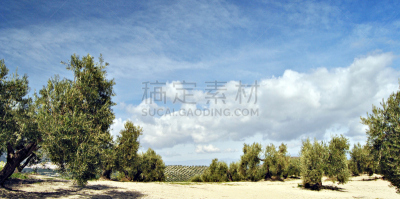 橄榄,哈恩省,天空,草地,草原,水平画幅,地形,油橄榄树,无人,全景