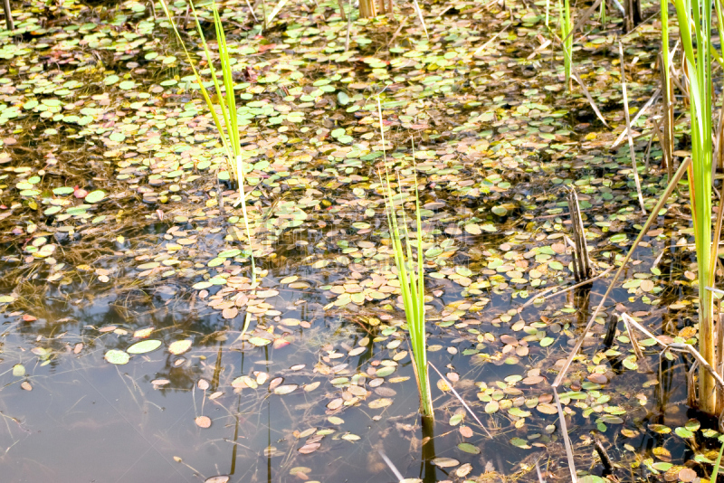 池塘,水狸湖,温哥华岛,自然,水,水生植物,水平画幅,高视角,绿色,睡莲