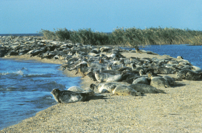 里海,海豹,野生动物,水平画幅,无人,野外动物,户外,兽群,鳍脚亚目,水栖哺乳动物