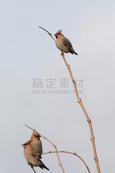 枝,连雀,三只动物,自然,垂直画幅,天空,野生动物,蓝色,欧洲,鸟类