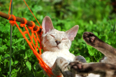 猫,周末活动,吊床,可爱的,平和,外套,舒服,肖像,一个人,橙色
