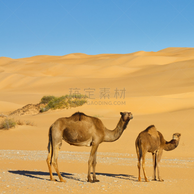 奥巴里沙海,利比亚,骆驼,撒哈拉沙漠,乌巴里区域,费赞（利比亚西南区域）,利比亚沙漠,河床,天空,褐色