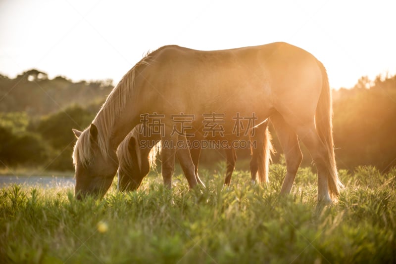 chincoteague pony,埃萨提岛,维吉尼亚,小马,美国,水平画幅,无人,马,生活方式,日落