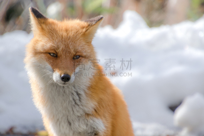 狐狸,富良野,红狐,北海道,水平画幅,雪,无人,旅行者,野外动物,户外