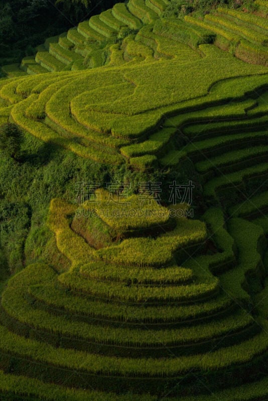 梯田,拉茶,田地,越南,稻,mud pot,白族,山谷市,老街省,沙坝