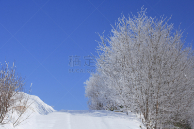 雾淞,自然,天空,柳树,水平画幅,地形,富良野盆地,雪,无人,蓝色
