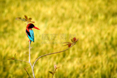 蓝色,翠鸟,鸟类,小的,热带雨林,草,喙,热带气候,淡水鸟,枝