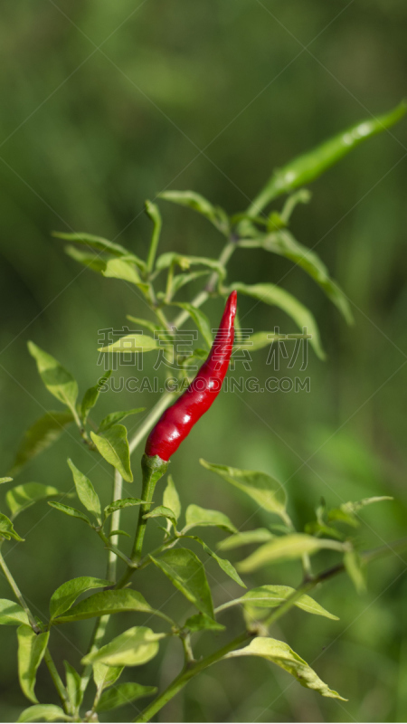 红辣椒,垂直画幅,太空,素食,水果,香料,熟的,特写,吃,烹调