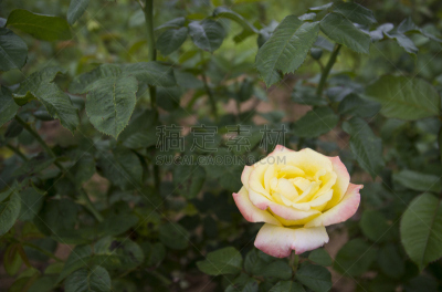 黄色,玫瑰,菜园,诗丽吉王后,自然,水平画幅,无人,夏天,特写,花