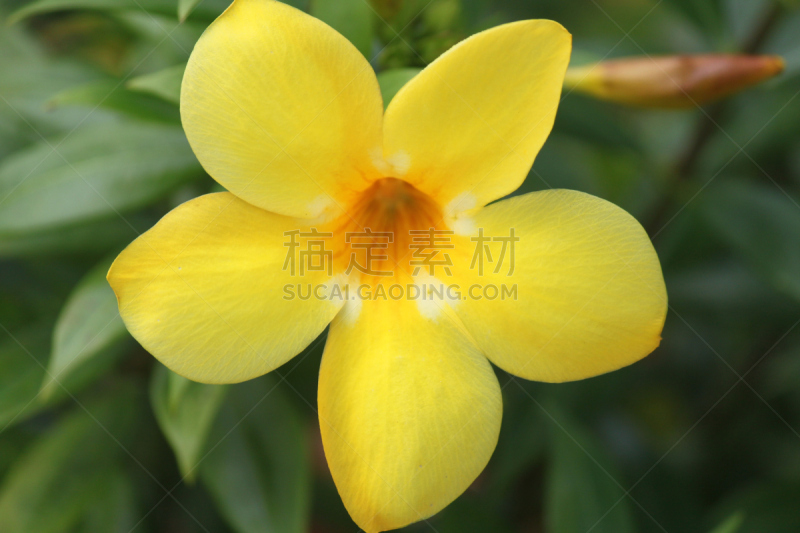 黄色,仅一朵花,毛莨科,软枝黄蝉,植物,有蔓植物,水平画幅,热带气候,无人,墨西哥湾沿岸国家