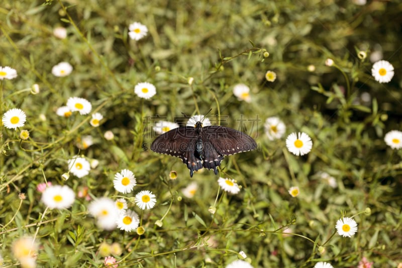 pipevine swallowtail butterfly,凤尾蝶,自然,野生动物,美国,水平画幅,蝴蝶,无人,野生植物,春天