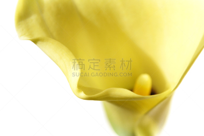 在边上,马蹄莲,黄色,花瓣,美,水平画幅,无人,特写,仅一朵花,百合花