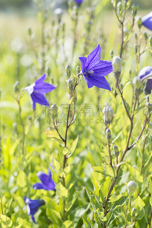 桔梗花 日本 风铃草属 垂直画幅 美 留白 六月 草原 枝繁叶茂 无人图片素材下载 稿定素材 桔梗花 日本 风铃草属 垂直画幅 美 留白 六月 草原 枝繁叶茂 无人图片素材下载 稿定素材