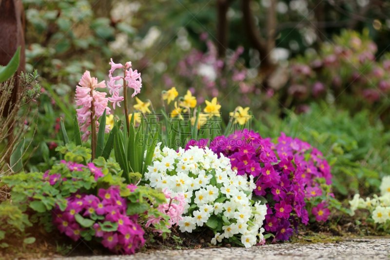 Frühlingsblumen