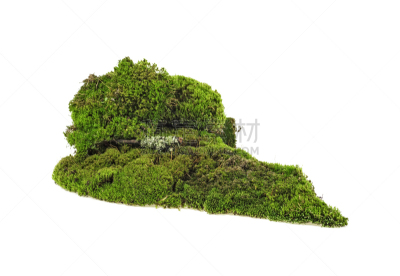 苔藓,分离着色,白色背景,湿,地衣,清新,环境,草,小的,植物