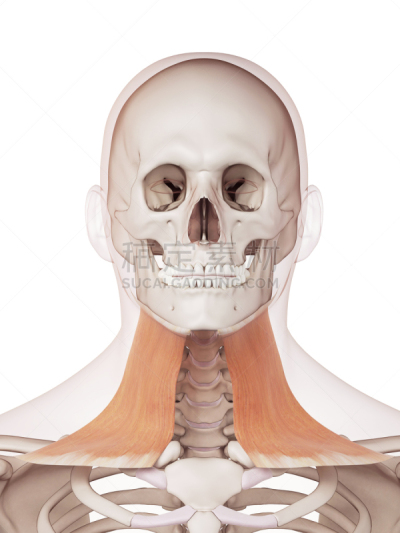 绘画插图,健康保健,垂直画幅,喉咙,白色背景,人,科学,计算机制图,计算机图形学,生物学