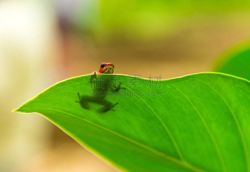 草莓,dart frog,博卡斯德尔托罗省,箭毒蛙,托尔图格诺,巴拿马,加勒比海,有毒生物体,青蛙,野外动物