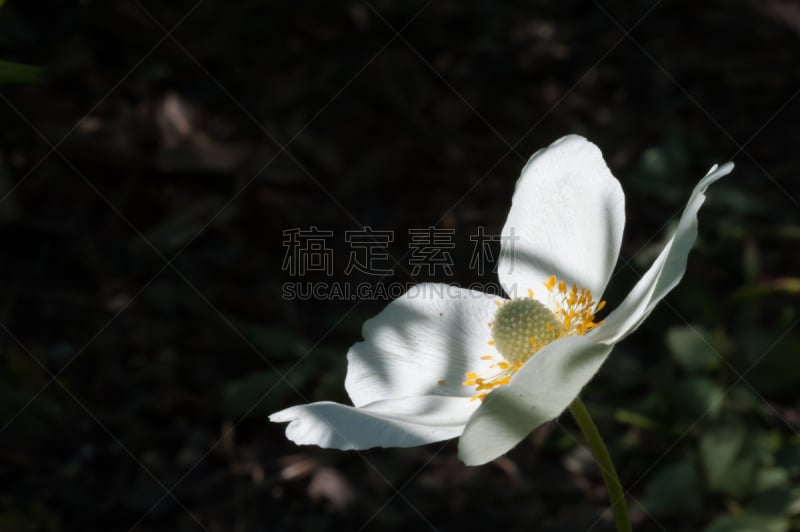 雪花莲,银莲花,水平画幅,绿色,无人,厄普兰,黑色背景,五叶银莲花,白色,瑞典