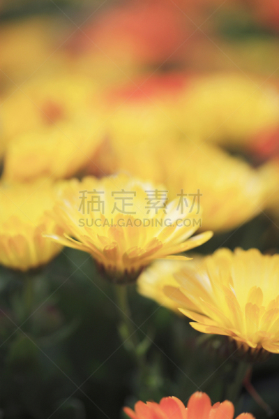 非洲雏菊,淡路岛,兵库县,垂直画幅,无人,户外,特写,植物,园艺,精神振作