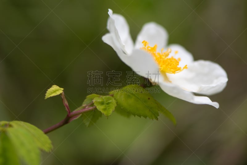 蔷薇果,玫瑰,植物,金谷,野玫瑰,自然,野生动物,水平画幅,无人,欧洲