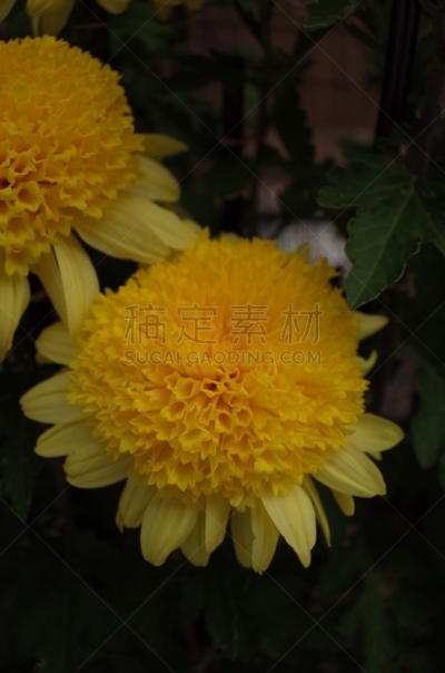 黄色,菊花,传统,清新,仅一朵花,枝繁叶茂,自然美,植物,户外,日本