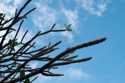 自然,秋天,枝,前景聚焦,背景聚焦,天空,通货紧缩,花楸浆果,太空,水平画幅