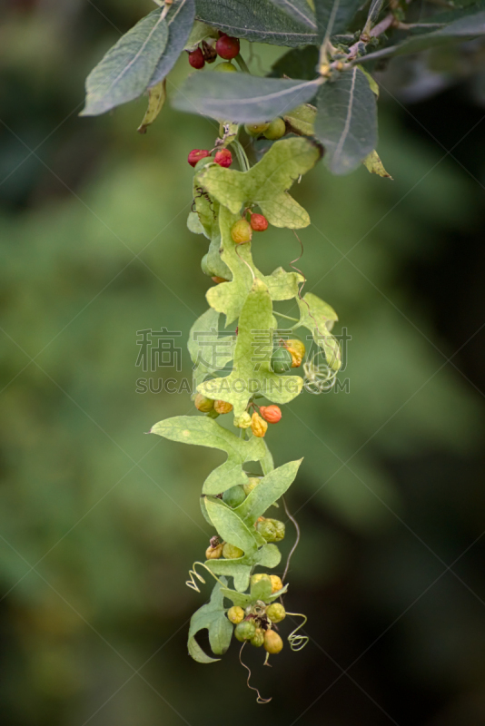 叶子,水果,旋花属植物,粗糙的,垂直画幅,选择对焦,水平画幅,无人,特写,前景聚焦