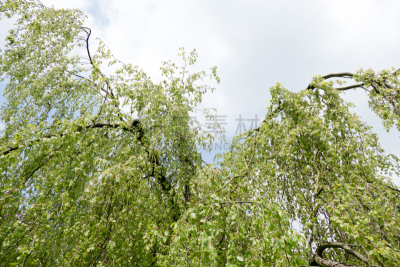 weeping beech,自然,水平画幅,绿色,枝繁叶茂,无人,山毛榉树,特写,春天,植物