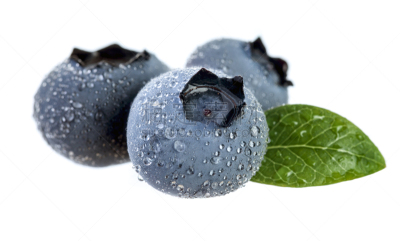 蓝莓,sour top blueberry bush,越橘,水,叶子,水平画幅,无人,湿,维生素,特写