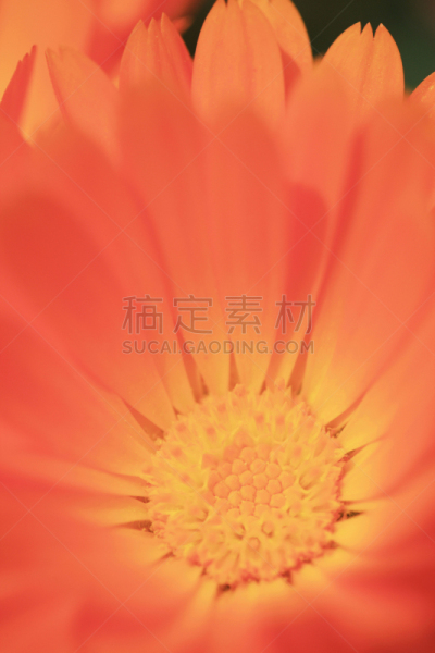 非洲雏菊,淡路岛,兵库县,垂直画幅,无人,户外,特写,植物,园艺,精神振作