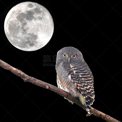 斑头鸺鹠,灰林枭,小猫头鹰,夜晚,无人,猫头鹰,月亮,鸟类,方形画幅,泰国