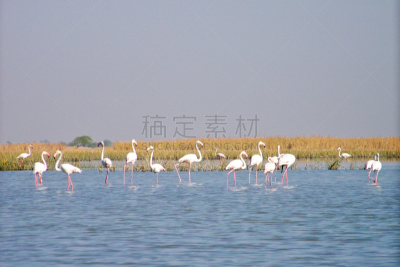 火烈鸟,詹姆斯红鹳,智利火烈鸟,美洲火烈鸟,安第斯红鹳,小火烈鸟,艾哈迈达巴德,大火烈鸟,古吉拉特邦,鸟编队飞行