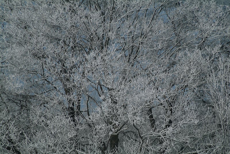 无人,寒冷,林区,库克斯港,冬天,2015年,图像,户外,水平画幅,雪