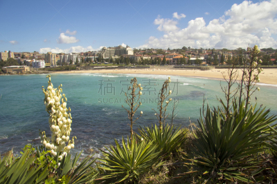 丝兰,库吉海滩,水,coogee,新南威尔士,水平画幅,无人,户外,草,海洋