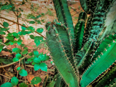 印度,水,美,气候,水平画幅,无人,夏天,户外,特写,植物