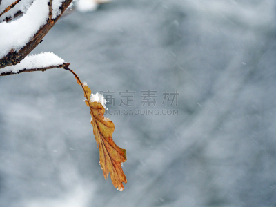 Lone oak leaf on a tree branch during a snowfall. Snow-capped oaken branch in the snow. Winter background. Oak is a tree in the genus Quercus of the beech family, Fagaceae
