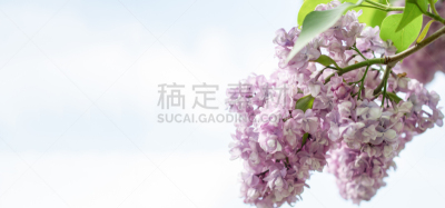 丁香花,水平画幅,明亮,天空,百合花,背景,枝,蓝色,摄影