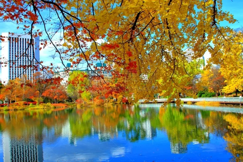 秋天 公园 札幌 风景 北海道 寂寞 自然 黄色 红色 橙色图片素材下载 稿定素材