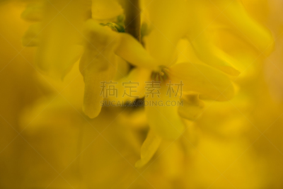 蜘蛛,小的,黄色,前面,开花的山茱萸,连翘属植物,箭木,马樱丹属,开花时间间隔,雄蕊