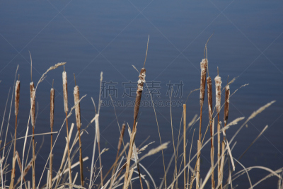 河岸,地下水,香蒲,水,褐色,水平画幅,无人,在边上,夏天,水库