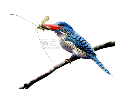 蓝知更鸟,嘴唇,小鸟,热带气候,昆虫,翠鸟,水平画幅,父母,鸟类,热带雨林