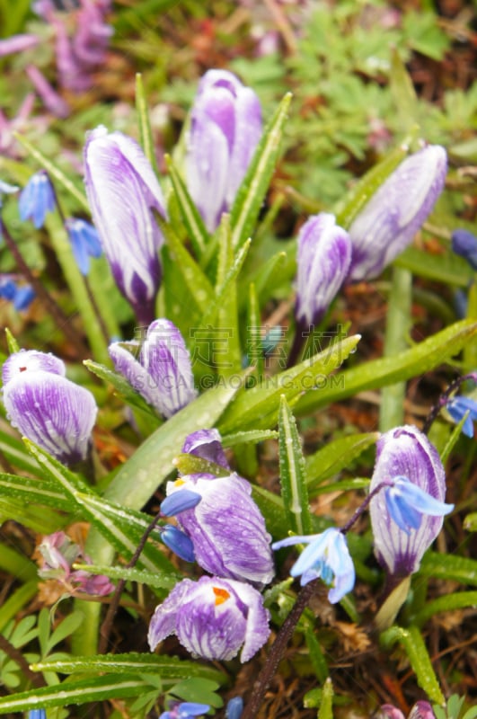 番红花属,紫色,绿色,番红花,栽培植物,垂直画幅,复活节,新的,无人,早晨