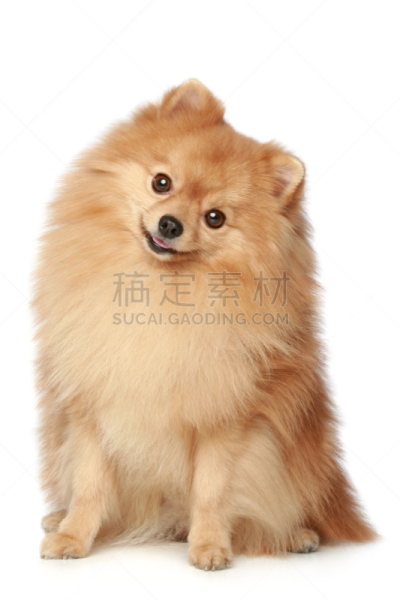 斯皮茨狗,幽默,白色背景,垂直画幅,美,纯种犬,小的,可爱的,嬉戏的,坐