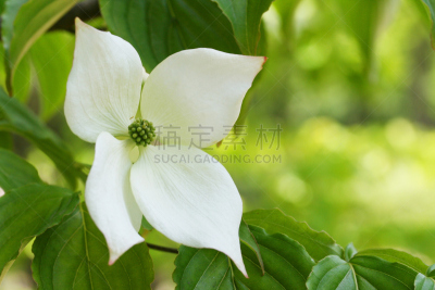 日本,开花的山茱萸,四照花,水平画幅,绿色,无人,夏天,户外,特写,白色