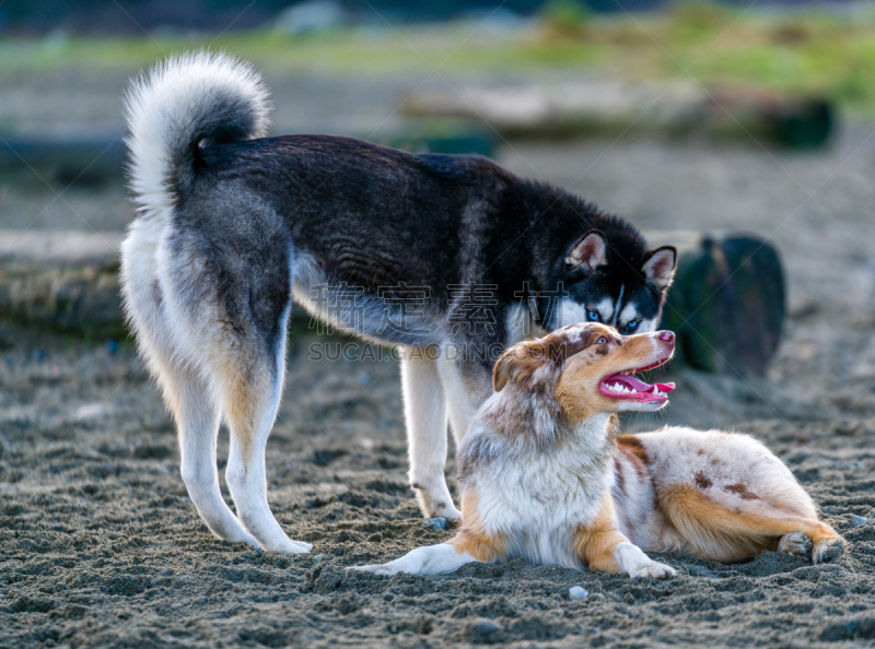 公园,狗,进行中,爱斯基摩犬,阿拉斯加雪橇犬,西伯利亚哈士奇犬,雪橇犬,牧羊犬,猎犬,水平画幅