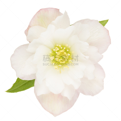 白色,分离着色,玫瑰,四旬期的嚏根草,菟葵,萼片,自然,雄蕊,无人,斑点